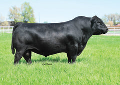 Lot 8: Pine Coulee Forever Lady A39