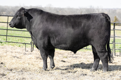 Lot 34: Byergo Miss Cupcake 7400
