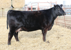 Lot 14: Musgrave Barbara 1721
