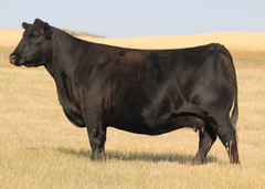Lot 26: Peak Dot Jessica 426G