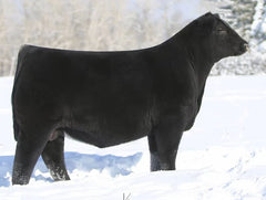 Lot 7: Beaver Creek Scaara 544