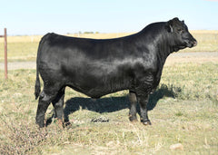 Lot 23: Ankony Miss Lucy 2094 (RSA True Balance)