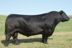 Lot 17: BCA Scaara Eagle Eye 155