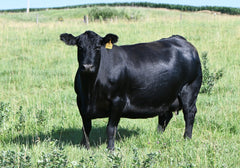 Lot 46: SAC Emblynette 7340 - Flush