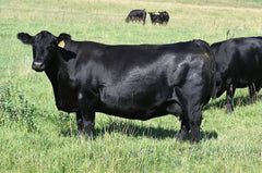 SAC Emblynette 7340 - Flush