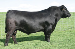 SAV Emblynette 7229 (3 embryos)