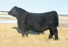 Lot 16: Brooking Annie K 390