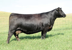 SAV Emblynette 7229 (3 embryos)