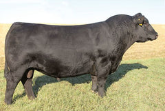 Lot 16: SAV Blackcap May 2614