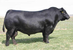 Lot 9: SAV Lucy 8465