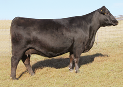 Lot 16: SAV Blackcap May 2614