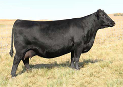Lot 13: SAV Madame Pride 6660