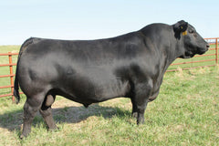 Lot 1: Pine Coulee Entense W66
