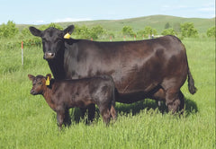 Lot 3: SAV Blackcap May 0588 - (Fieldmaster)