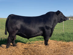 Lot 21: SAV Emblynette 6506