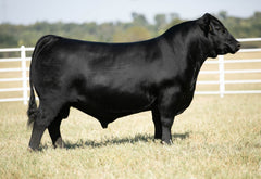 Lot 16: Pine Coulee Black Annie G11