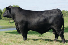 Lot 8: Coleman Donna 720