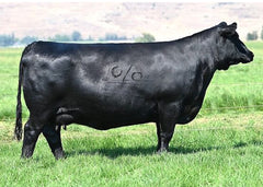 Lot 3: Coleman Chloe 975 (Vermilion Spur E870)