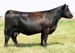 Lot 10: Vermilion Evergreen 8080 (Baldridge Jordan)