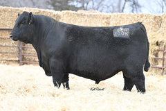 Lot 28: Ginger Helen 569