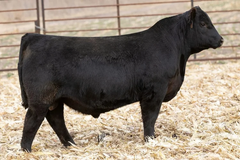 Lot 35: Ellingson Primrose 5083