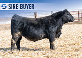 Lot 3: Stock Showman 3002