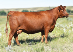 Lot 13: TBJR Crystal 467