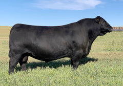 Lot 23: SAV Blackcap May 0588