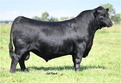 Lot 22: 2 C Bar Sophie 1075 - (Riverside)