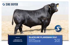 Lot 13: SAC Blackcap May 0243 - (Plainsman - F)