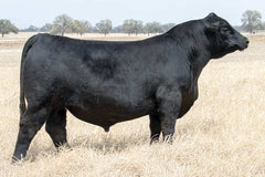 Wilks Crick 3708 – 1 unit