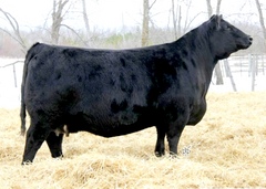 Lot 19: Young Dale Grace 169B