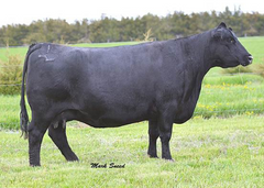 Lot 11: Barstow Queen W16