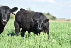 Lot 58: Blackline Bolt 4810 - 10 units