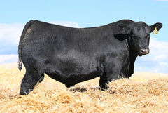 Lot 26: SAV Blackcap May 1583 - (Renovation)