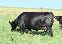 Blackline Emblynette 0674 - Flush