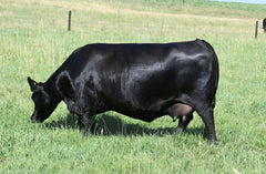 Lot 51: Blackline Emblynette 0674 - Flush
