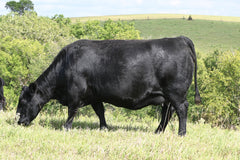 Lot 37: Blackline Emblynette 2486 - Flush