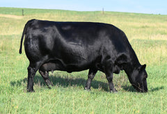 Lot 56: Blackline Emblynette 9342 - Flush