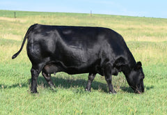 Lot 56: Blackline Emblynette 9342 - Flush