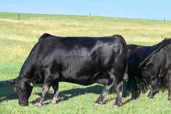 Lot 42: Blackline Emblynette 9343 - Flush