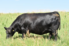 Lot 45: Blackline Emblynette 9344 - Flush