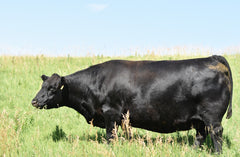 Lot 45: Blackline Emblynette 9344 - Flush