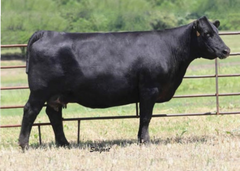 Lot 34: Byergo Miss Cupcake 7400