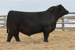 Lot 8: Coleman Donna 7231 - (Maternal Balance)