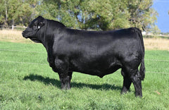 Lot 6: Coleman Donna 7231 (Coleman World Wide)