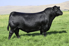 Lot 5: Coleman Donna 215 - (Glacier)