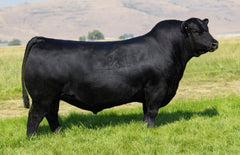 Lot 32: Coleman Donna 8284