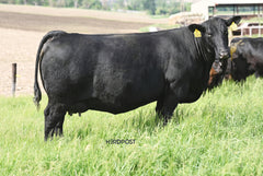 D Lazy T Abigale 3309 - Flush