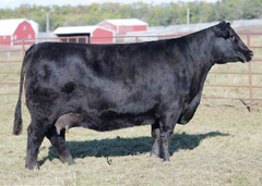 Lot 35: Ellingson Primrose 5083